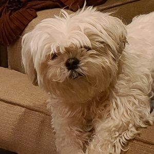 Meet your Posher, Shay